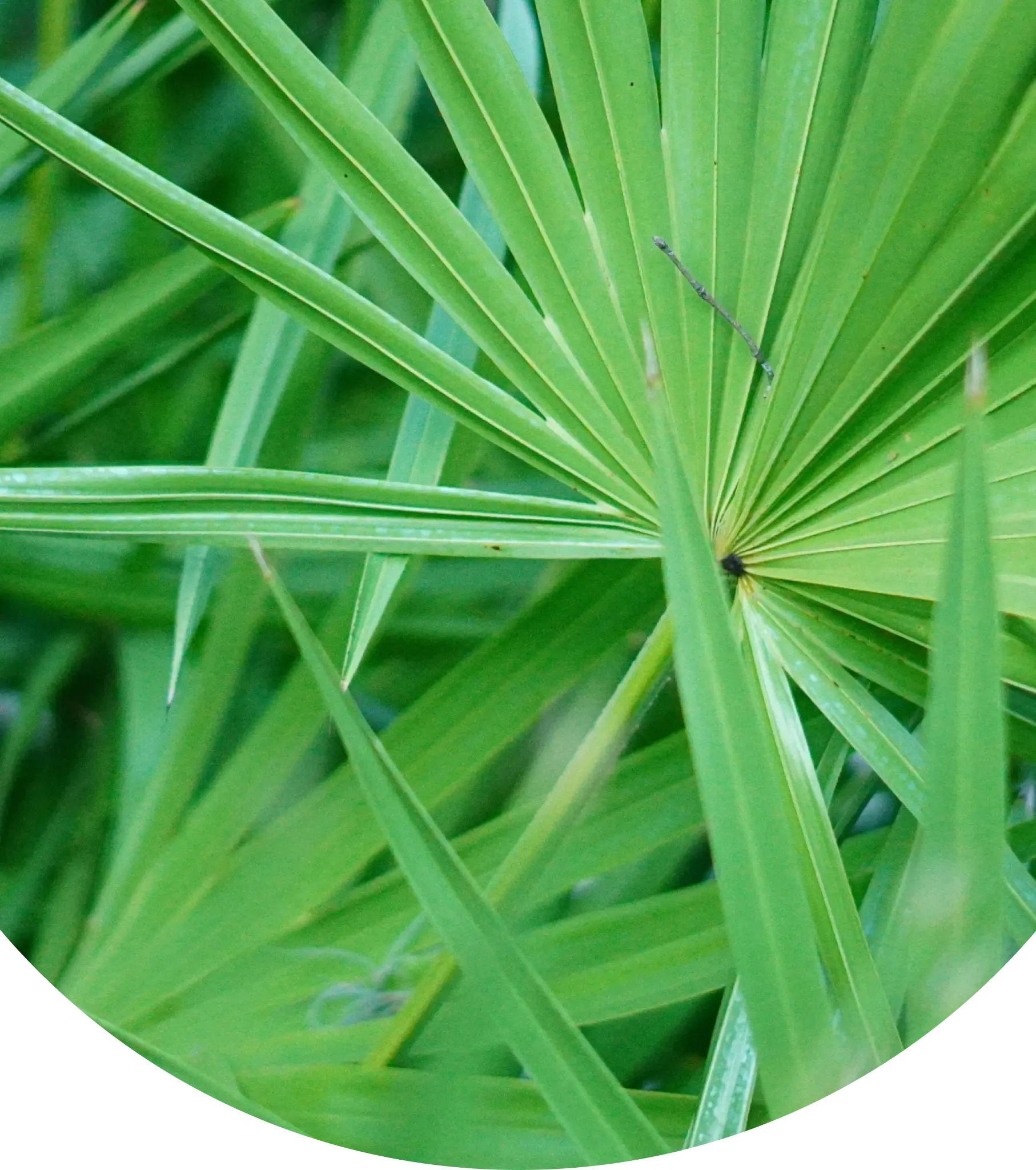 Immagine della Serenoa Repens