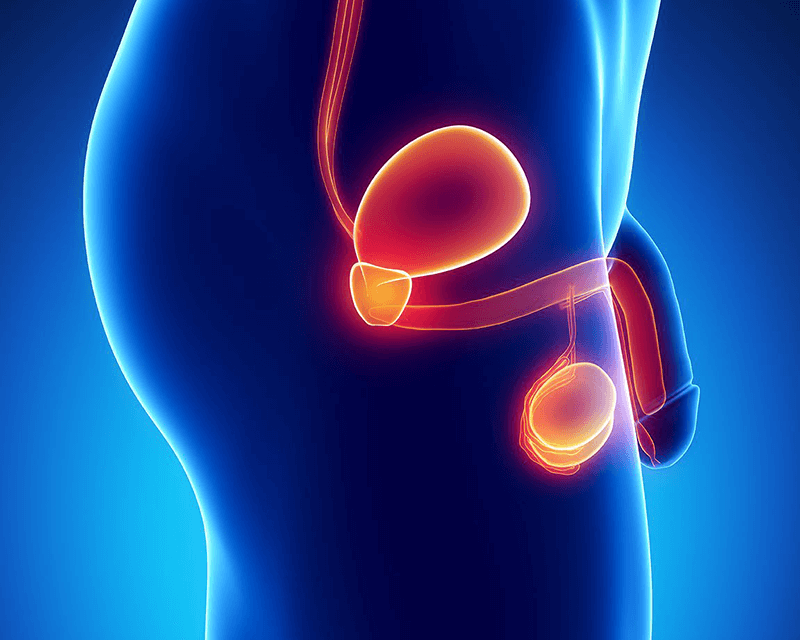 La prostata: posizione, struttura e funzioni